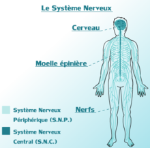 220px-Systeme_Nerveux_Central_&amp;_Peripherique_du_corps_Humain.