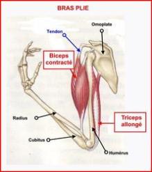 tpe image muscle 2